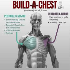 an image of the muscles and their functions to build - a - chest for men