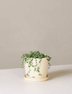 a white planter with green plants growing out of it's sides on a table