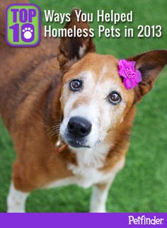 a brown and white dog with a pink flower in it's hair looking up at the camera