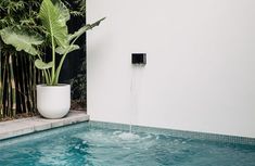 a plant in a white pot next to a pool with water running from the faucet