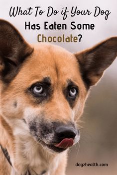 a dog with the words what to do if your dog has eaten some chocolate?