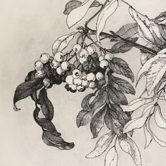 a black and white drawing of berries on a tree branch