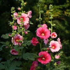 pink flowers with green leaves in the background