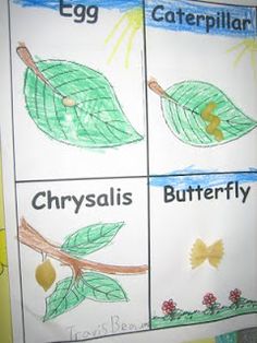 four different types of leaves are shown on this bulletin board with the words caterpillar, chrysalis, butterfly and egg