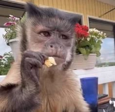 a monkey is eating something while sitting in front of a flower pot and looking at the camera