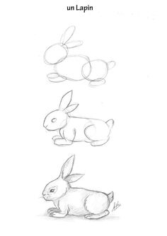 the steps to draw a rabbit in three different positions, including one sitting and one standing