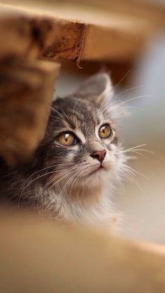 a cat looking up at the camera while sitting under a table