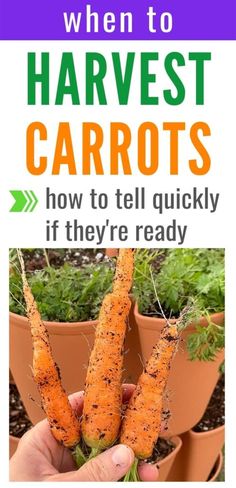 someone holding up some carrots in their hand with the words when to harvest carrots how to tell quickly if they're ready