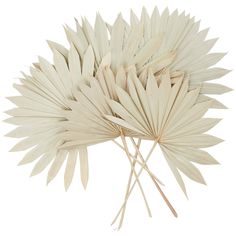 a bunch of white fan shaped flowers on a white background with clipping for text