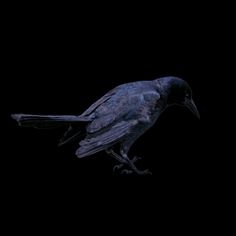 a large black bird sitting on top of a wooden floor next to a dark wall