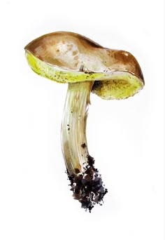 a painting of a mushroom with dirt on it's bottom and leaves growing out of the top