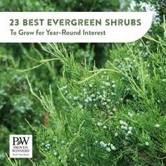 Proven Winners Proven Winners, Evergreen Plants, Evergreen Shrubs, Beautiful Gardens, Air Fryer, Landscaping, Plants