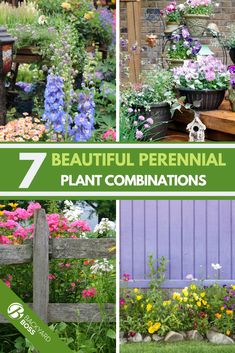 the 7 beautiful perennial plant combinations that you can grow in your yard or garden area