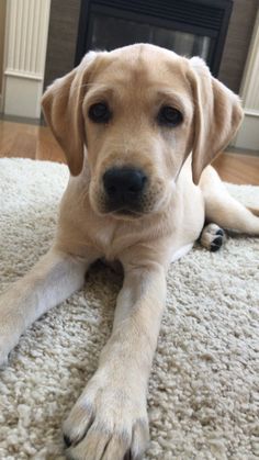 a dog laying on the floor in front of a fire place with his paw up