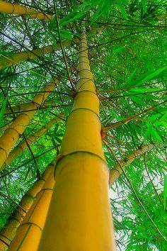 looking up at the top of a tall bamboo tree