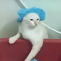 a white cat with a blue hat on top of it's head sitting on a red couch