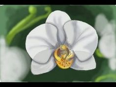 a white flower with a yellow center surrounded by green leaves