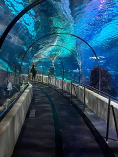 a man is standing in an aquarium looking at the fish