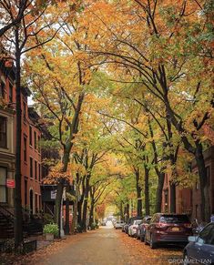 a street lined with parked cars next to tall trees covered in fall leaves and foliage