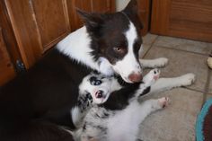 a black and white dog laying on top of a floor next to a baby puppy