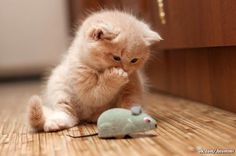 a kitten playing with a toy mouse on the floor in front of a wooden cabinet