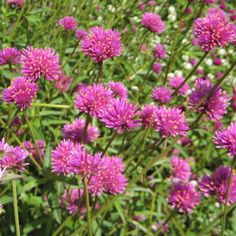 some pink flowers are growing in the grass