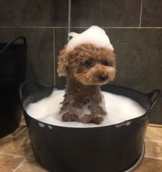 a small brown dog sitting in a bath tub filled with foam and water on top of it