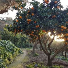 an orange tree with lots of fruit growing on it's branches in the sun