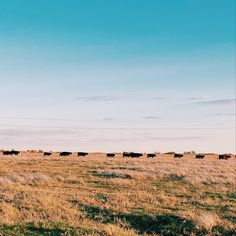 a herd of cattle standing on top of a dry grass covered field under a blue sky