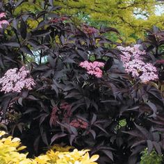 purple and yellow flowers are in the foreground with green trees in the back ground