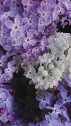 purple and white flowers are blooming together