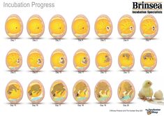 an image of different types of animals and their eggs in the same egg shell, including one