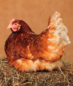 a brown and white chicken sitting on top of dry grass