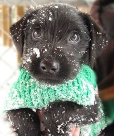 a black puppy wearing a green and white scarf in the snow with it's paws on its chest