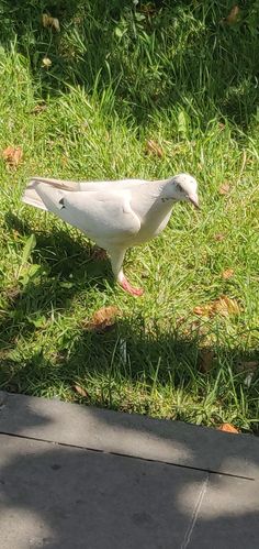 a white bird standing on top of a lush green grass covered park area next to a sidewalk