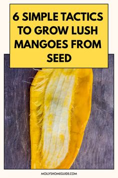 a yellow flower with the words 6 simple tricks to grow lush mangoes from seed