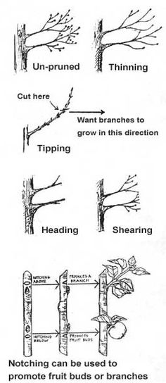 four different types of trees that are labeled in the following diagram, including thinning and thinning