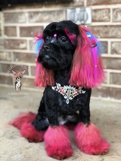 a small black dog with pink and blue hair sitting on the ground in front of a brick wall