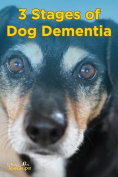 Signs of dementia in dogs can be distressing to notice. After all, we want our grey-muzzled companions to be mentally sharp and happy for as long as possible in their golden years. Integrative veterinarian Dr. Julie Buzby takes an in-depth look at the five common signs of doggie dementia and explains how to help your dog with dementia keep living the good life. Vet Medicine, Dog Remedies, Dog Wellness, Living The Good Life