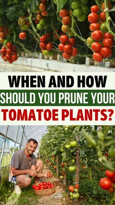 When and how should you prune your tomato plants? Victory Garden Plans, How To Prune Tomatoes For Maximum Yield, Adobe Garden, Transplanting Tomato Plants, How To Prune Tomatoes, Topping Tomato Plants, Tomato Tree