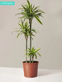 a potted plant sitting on top of a table