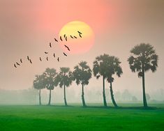 a flock of birds flying over palm trees in the foggy sky at sunset or dawn