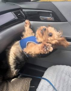 a small dog sitting in the driver's seat of a car with it's front paws on the steering wheel