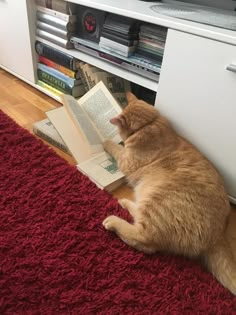 an orange cat laying on the floor reading a book