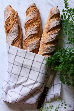 three loaves of bread sitting on top of a white counter next to a green plant