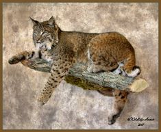 a cat laying on top of a tree branch