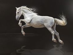 a white horse is galloping on its hind legs in front of a black background