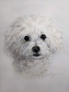 a drawing of a white dog's face