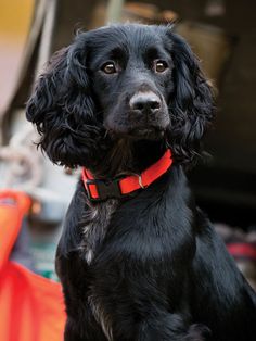 a black dog with a red collar is looking at the camera