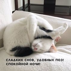 a white and black cat laying on top of a couch